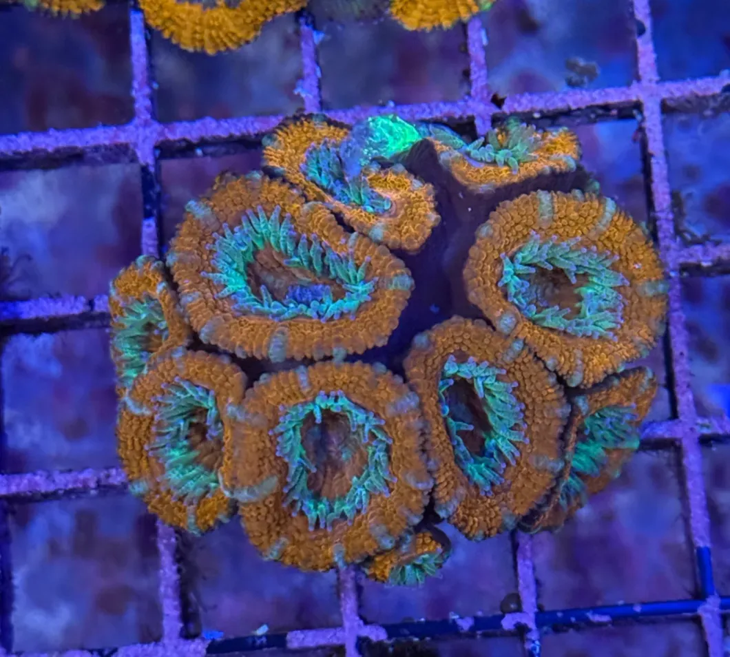 Ultra Acan R3C5