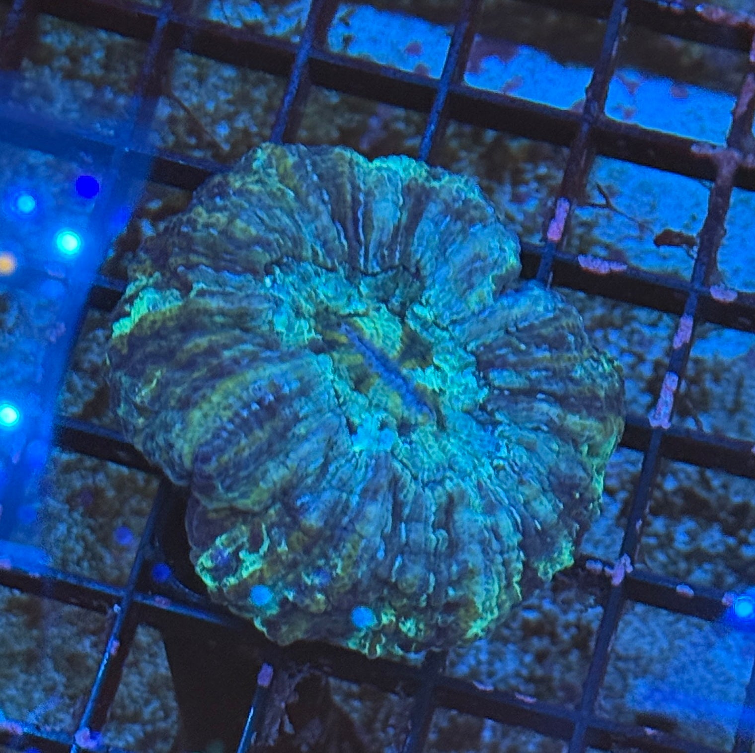 Deep Green Small Acantho
