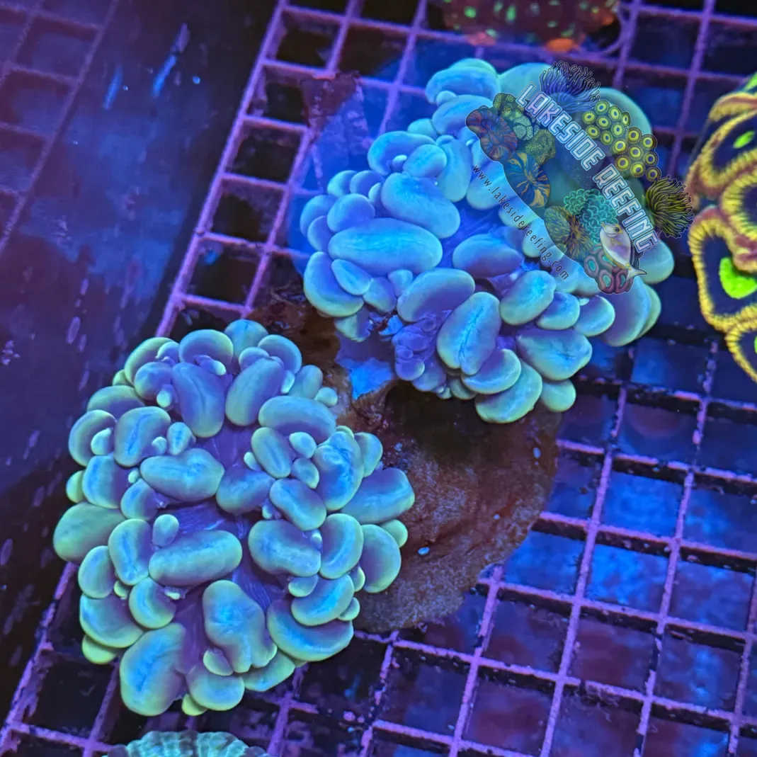 2 Head Bubble Coral Colony
