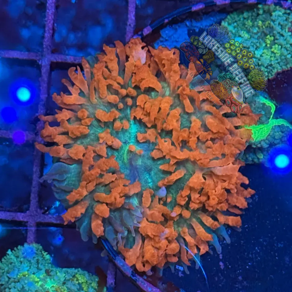 Red and Green Saint Thomas Mushroom Coral