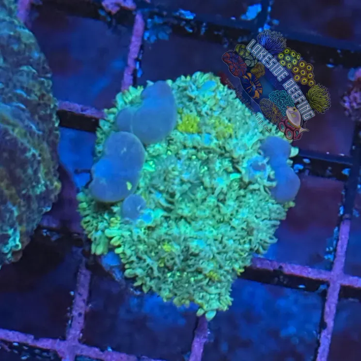 Green and Blue Balls Bounce Mushroom 1