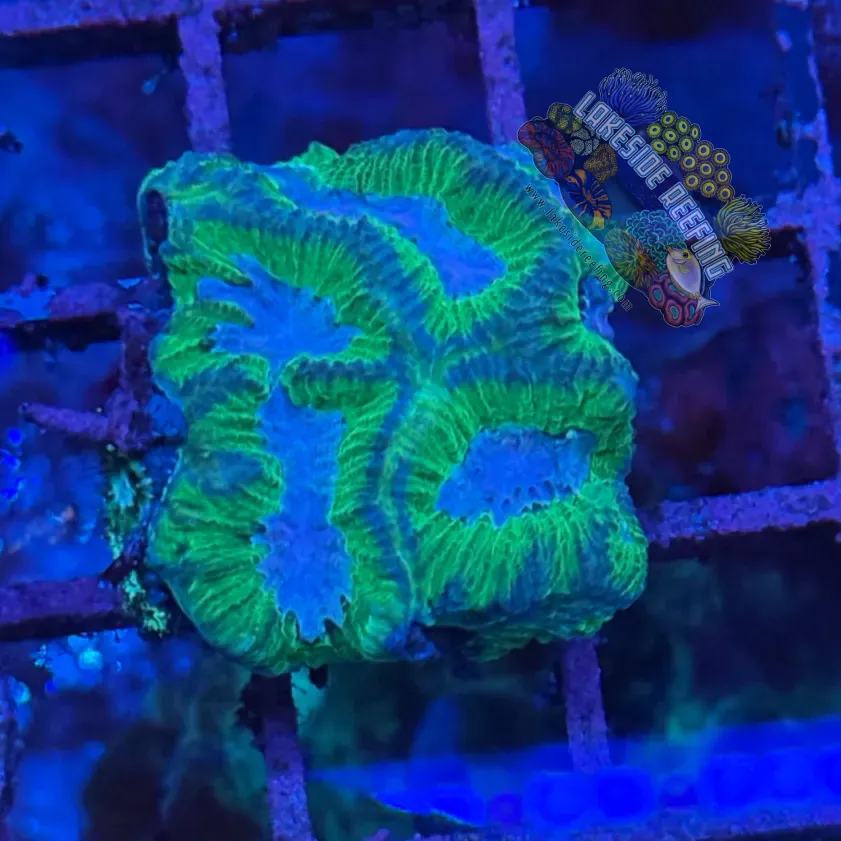 Joker Platygyra Brain Coral