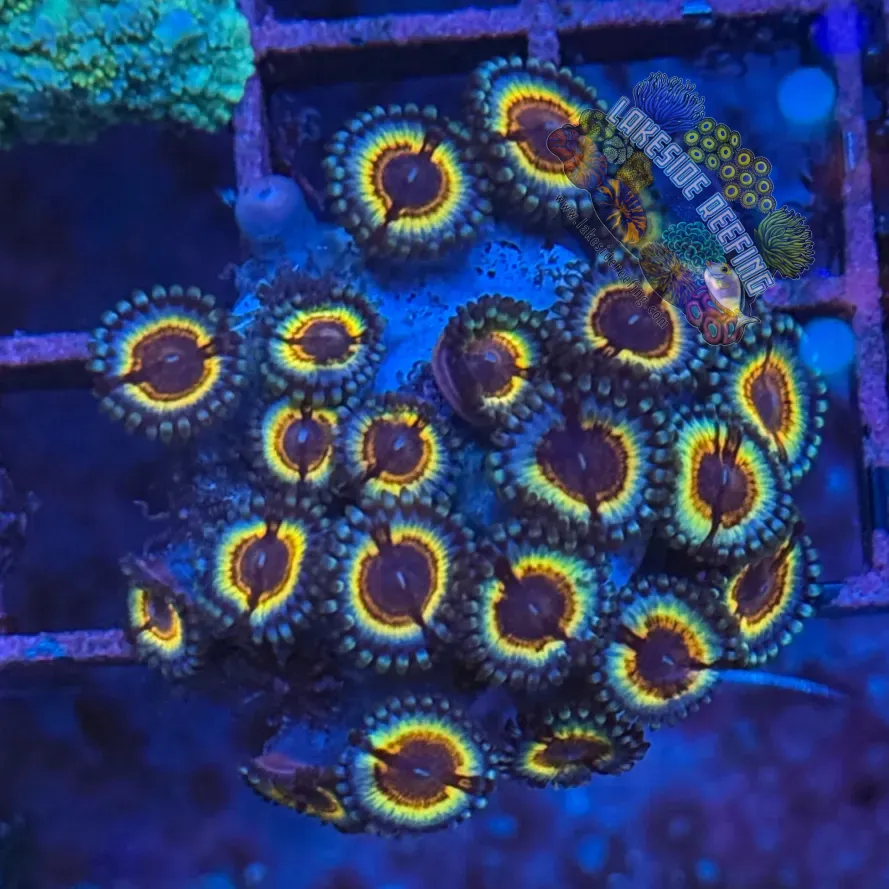 Sonic Flare Zoa Coral Frag