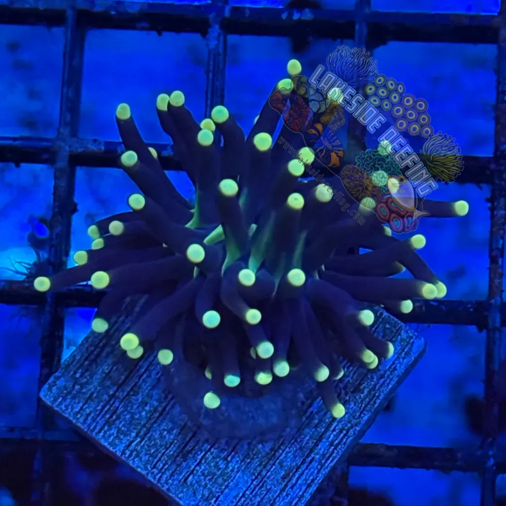 Sun Devil Torch Coral R3A1