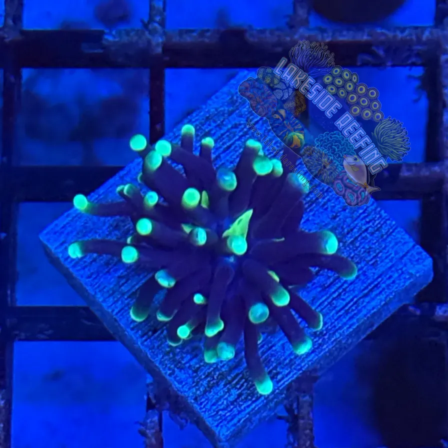 Indo Joker Torch Coral R3A6