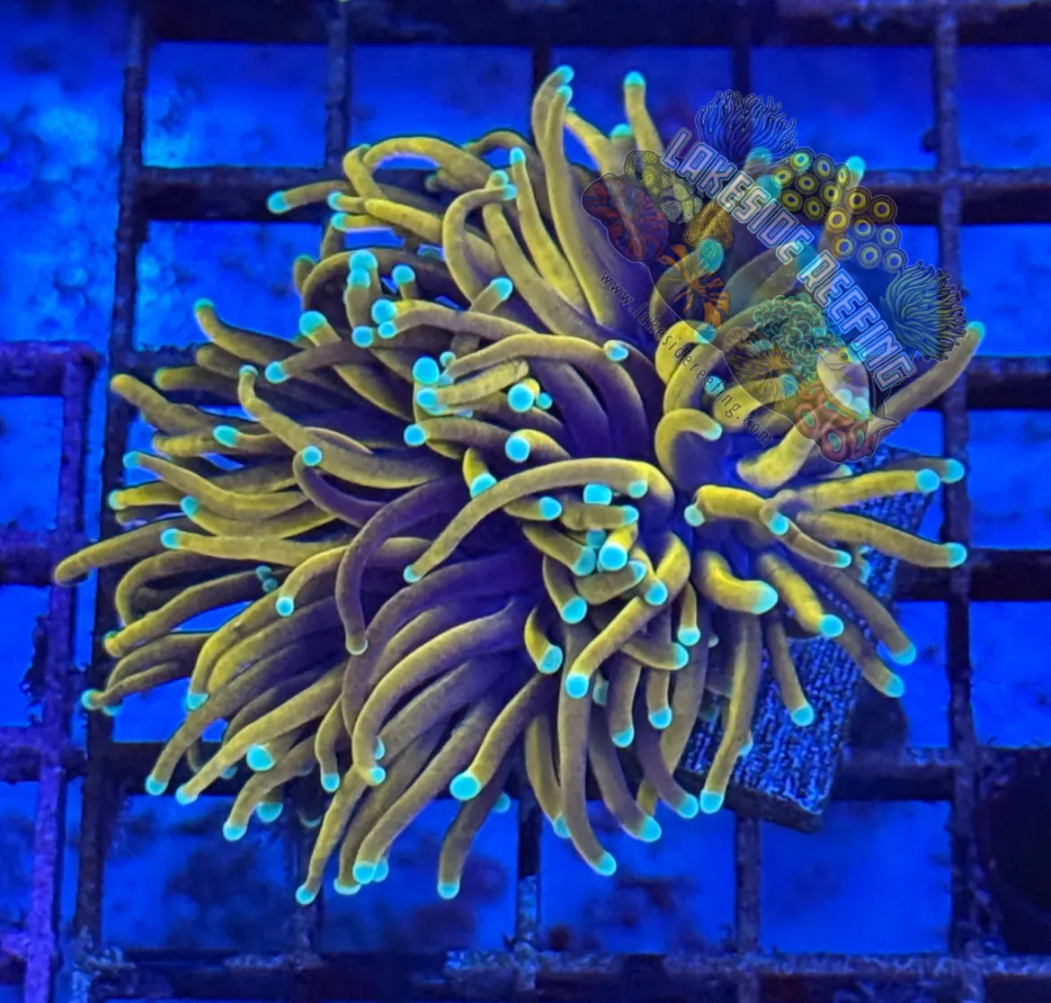 Indo Jester Torch Coral R3A7