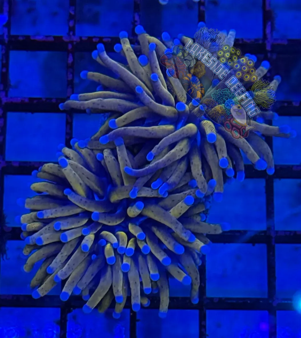 Malaysian Jumbo 24K Gold Torch Coral R4A2