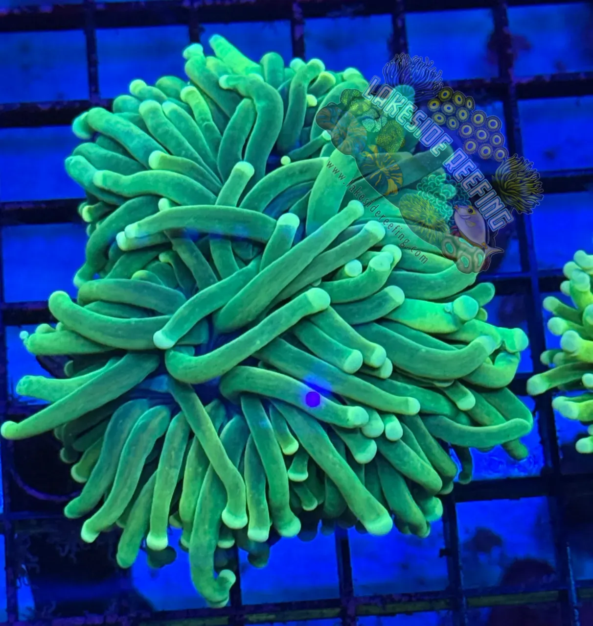 Malaysian Holy Grail Variant Torch Coral R4B1