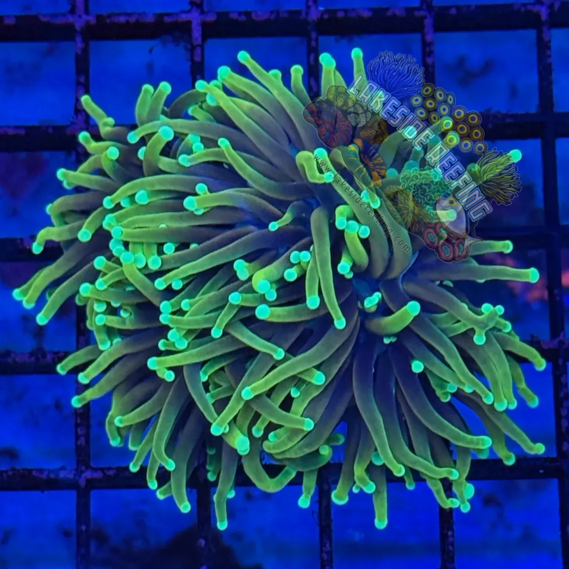 Indo Hellfire Torch Coral R4B3