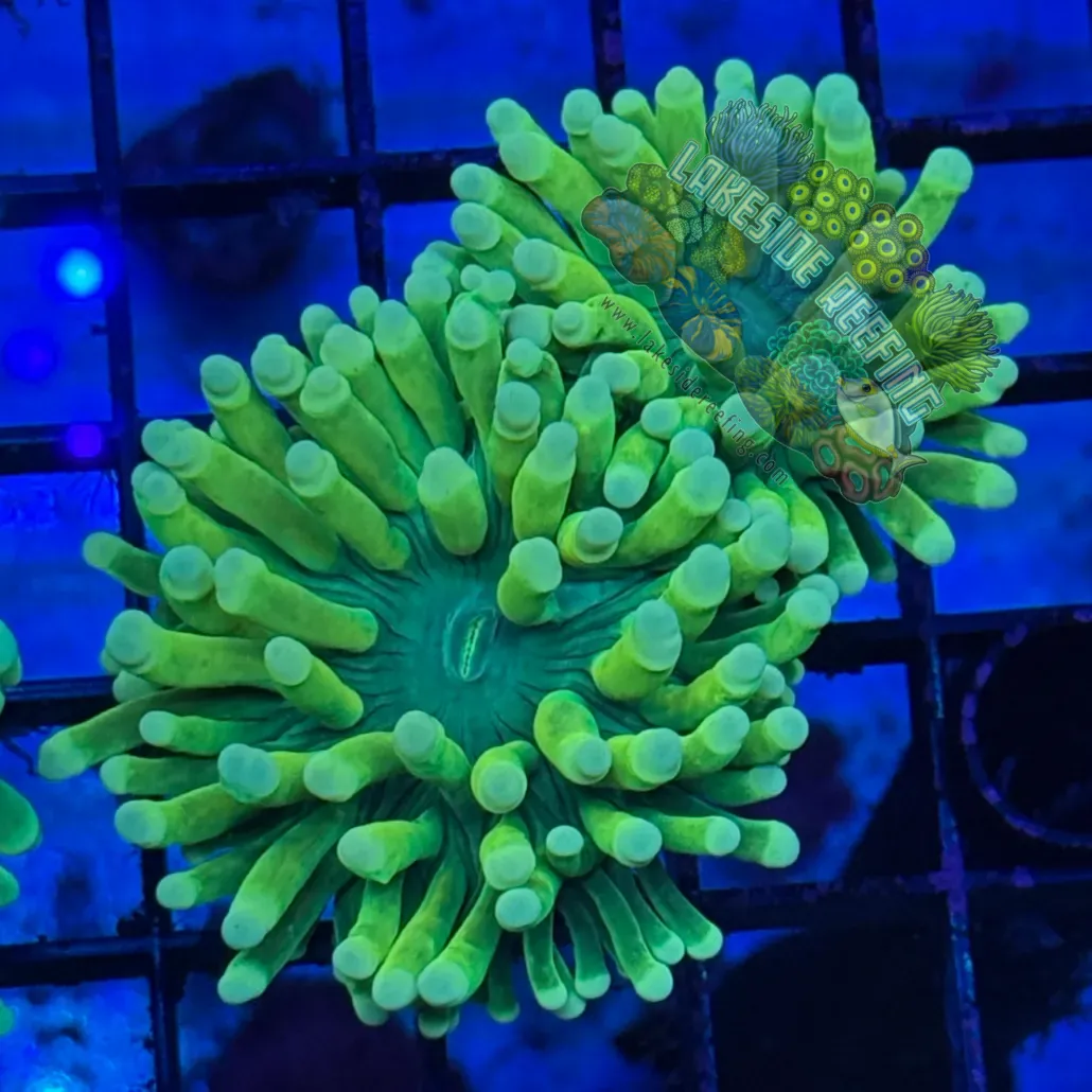 Malaysian Holy Grail Variant Torch Coral R4C1