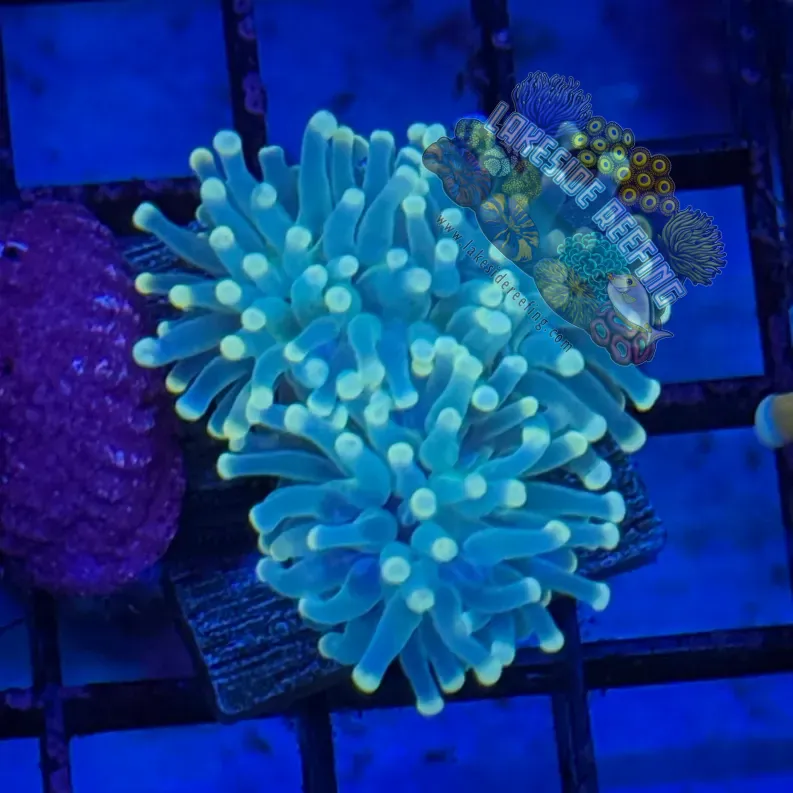 Indo Light Green Torch Coral R4D2