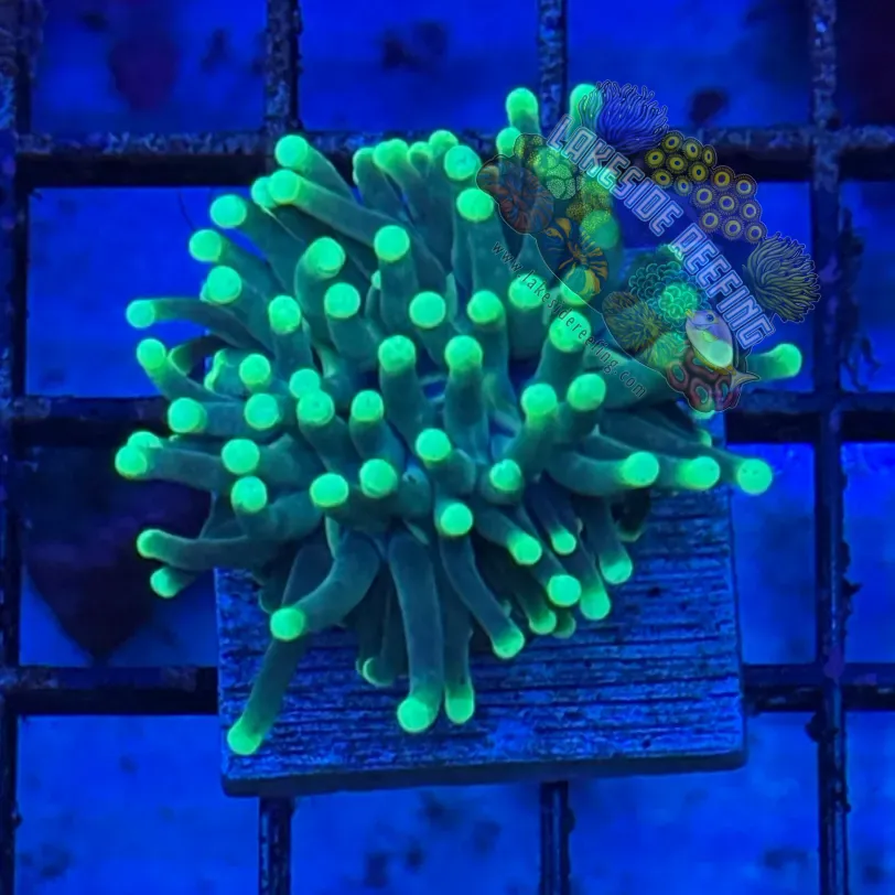 Indo Green Hulk Torch Coral R5A3
