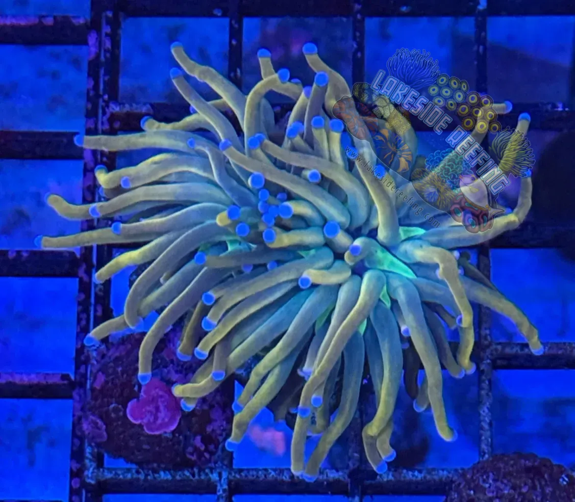Indo Dragon Tamer Torch Coral R5A6