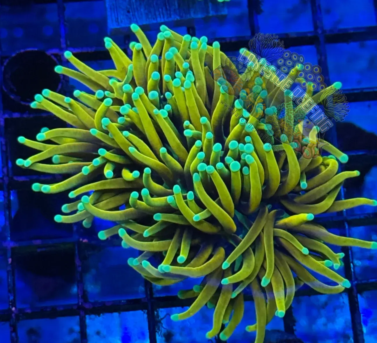 Indo Ultra Gold Hellfire Torch Coral R5B2