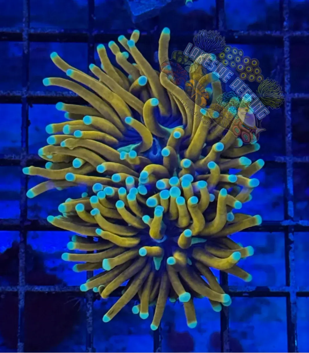 Indo Ultra Gold Jester Torch Coral R5B4