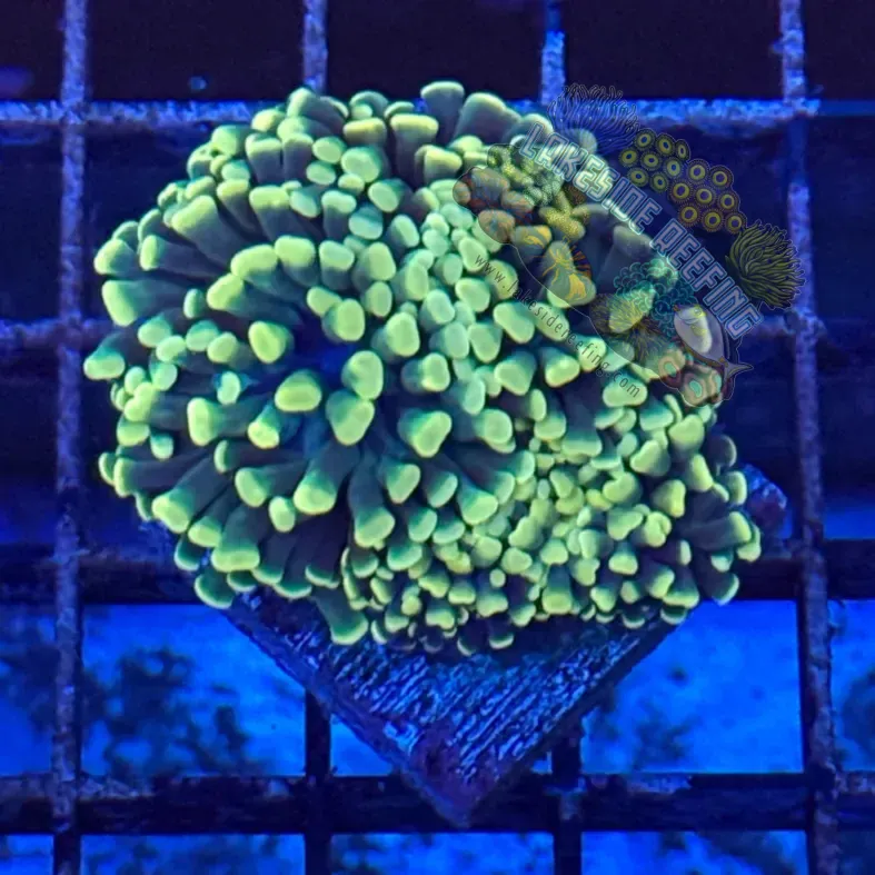 Bali Emerald Green Cristata Type Torch Coral R5B8