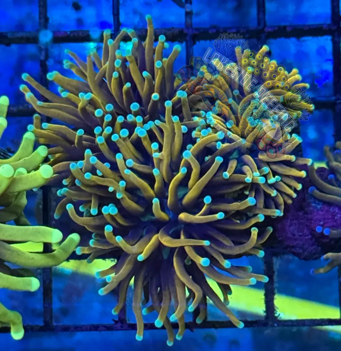 Indo Ultra Black Panther Torch Coral R5C1