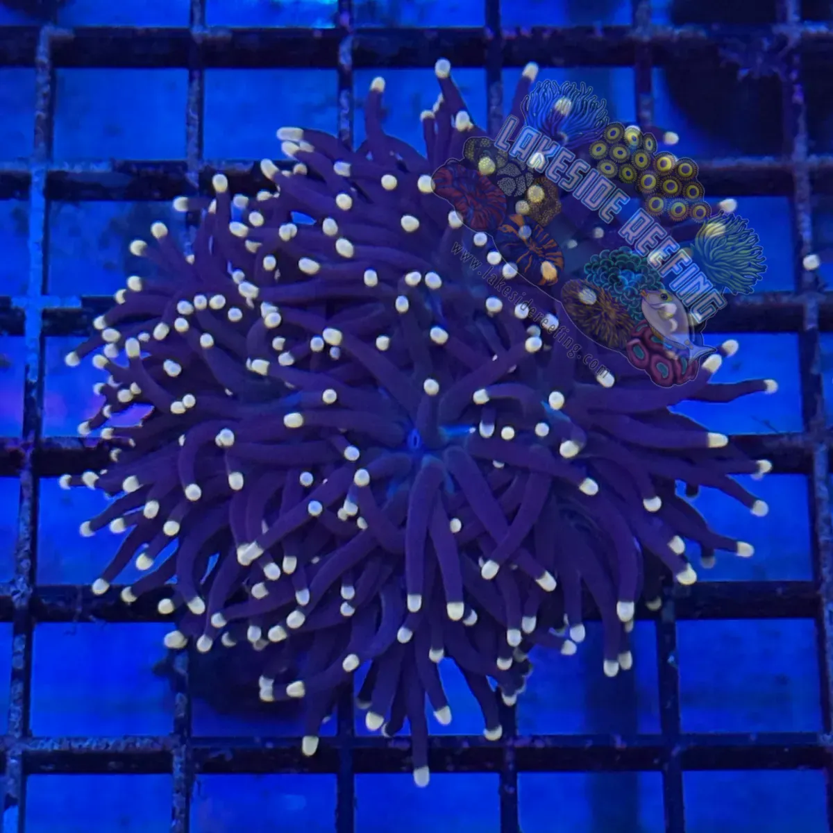 Indo Purple with Pink Tips Torch Coral R5C6