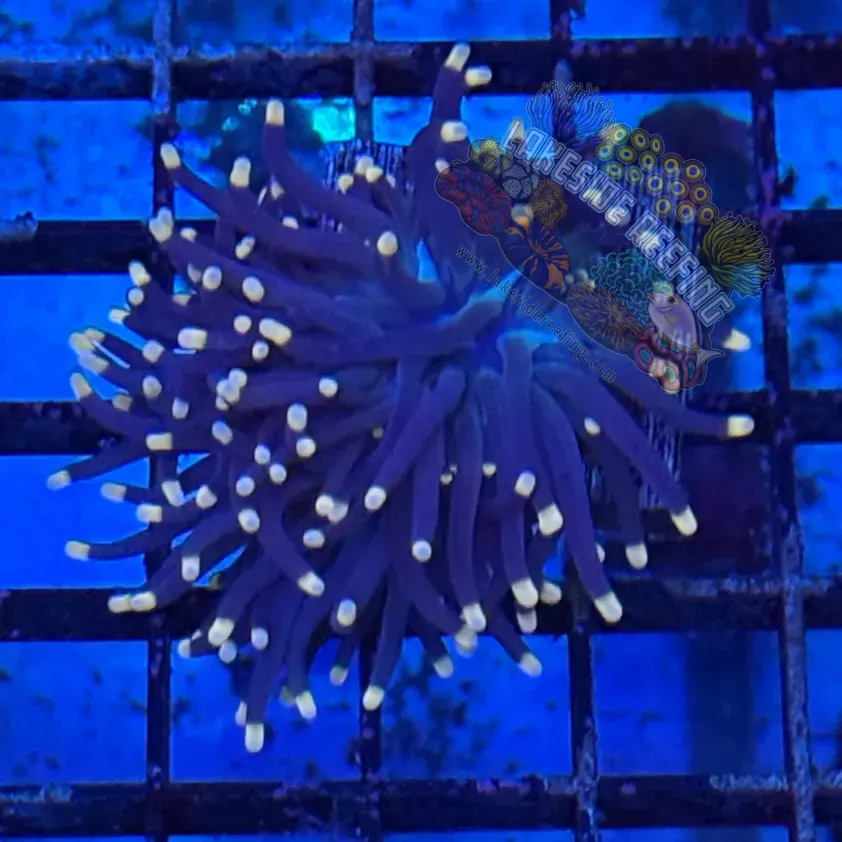 Indo Purple with Pink Tips Torch Coral R5C7