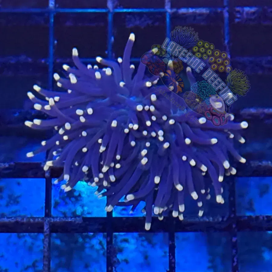 Indo Purple with Pink Tips Torch Coral R5C8