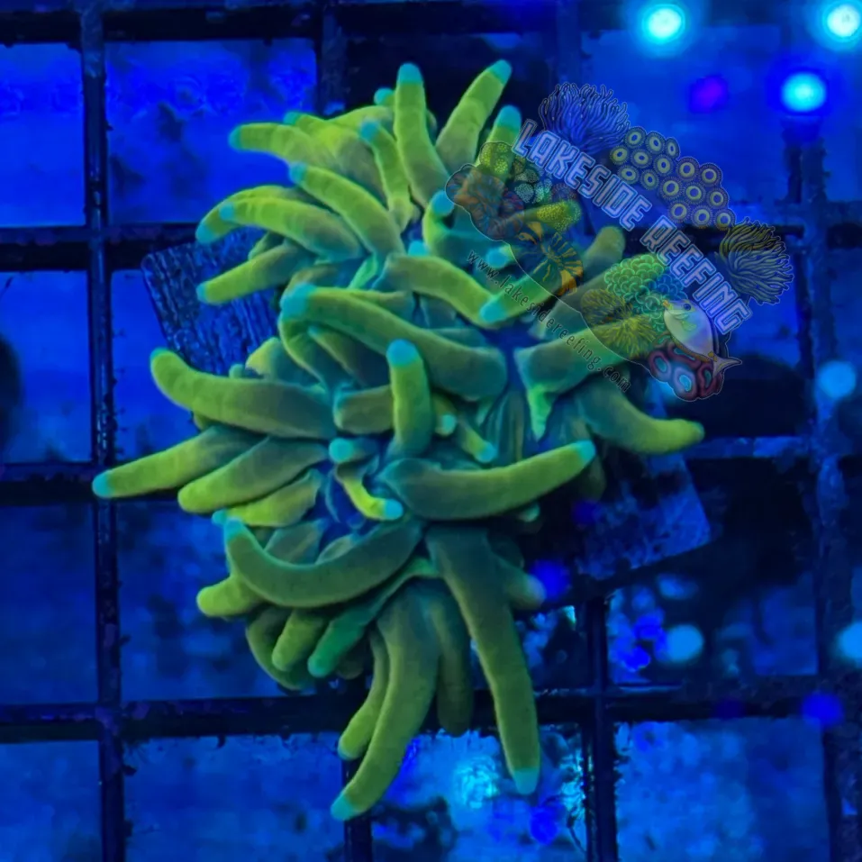 Indo Hell Master Torch Coral R5D2