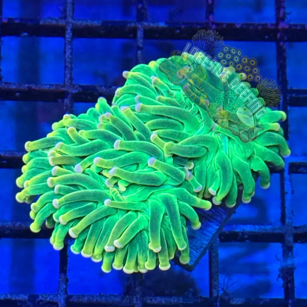 Indo Cotton Candy Torch Coral R5D4