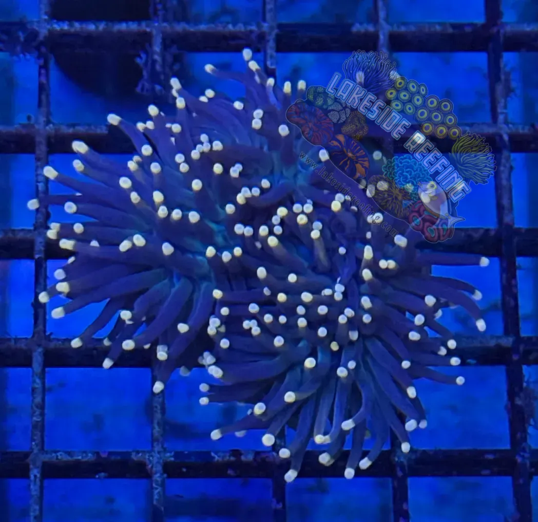 Indo Purple with Pink Tips Torch Coral R5D6