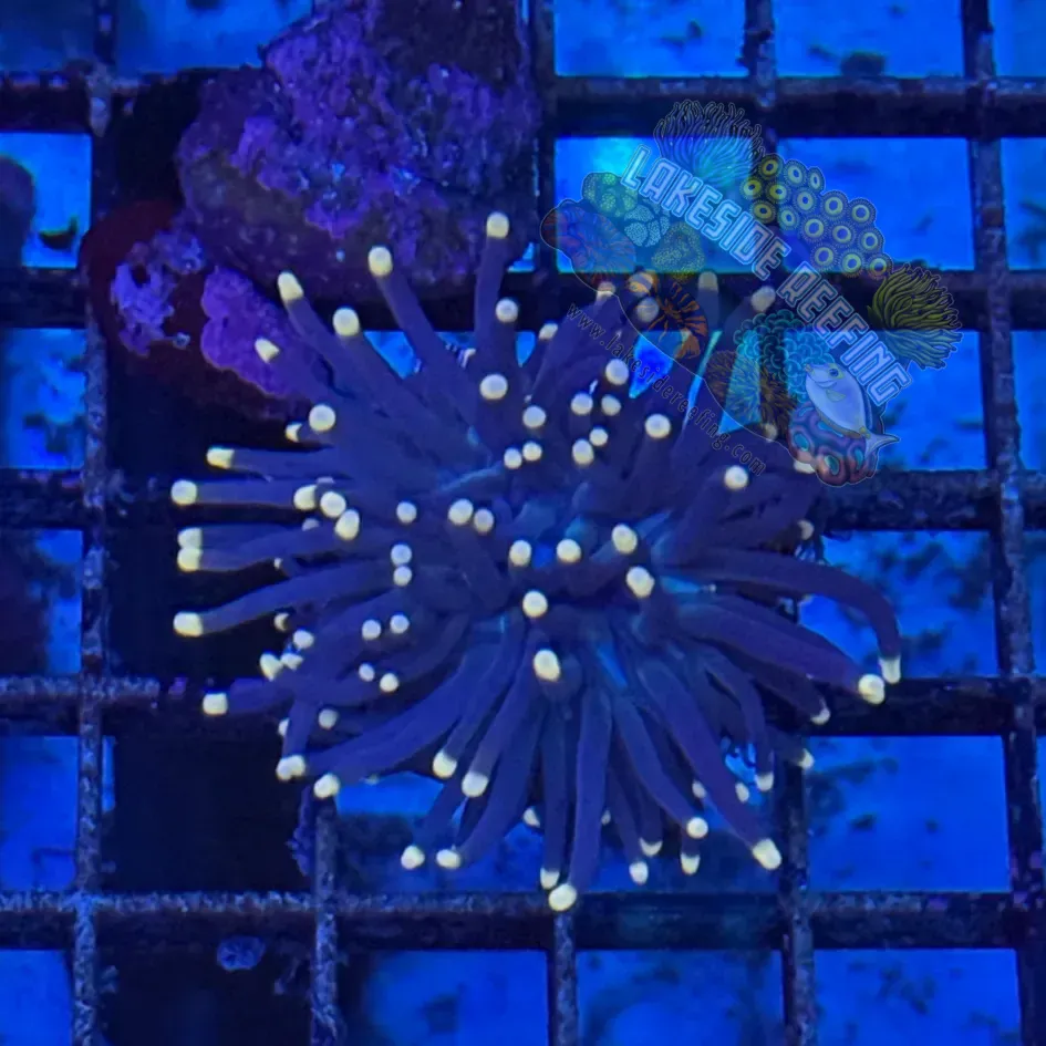 Indo Purple with Pink Tips Torch Coral R5D7