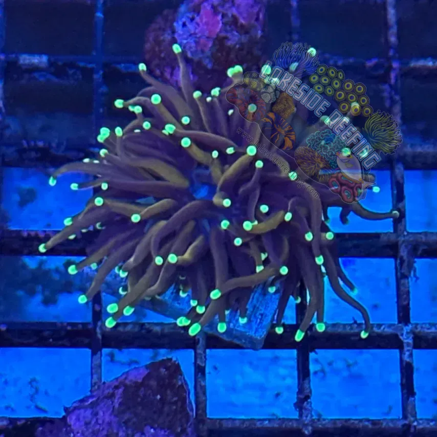 Indo Deep Gold with Green Tips Torch Coral R5D8