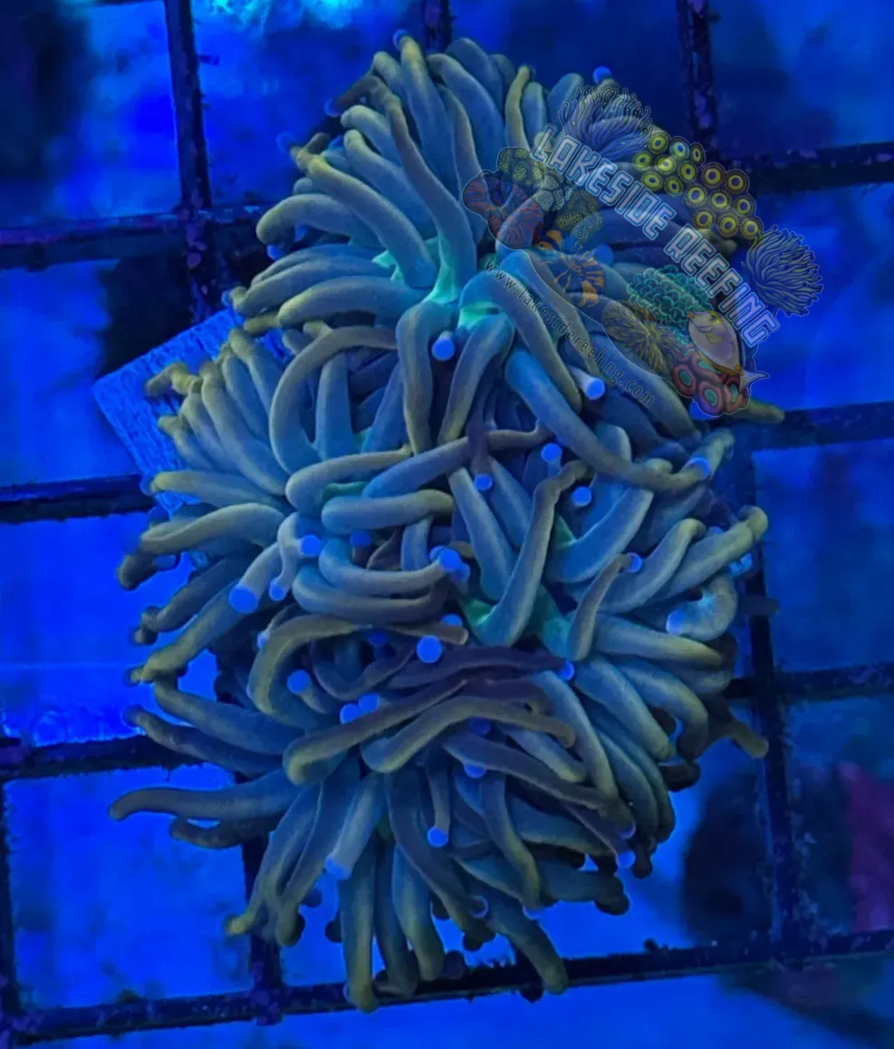Indo Dragon Tamer Torch Coral R6A1