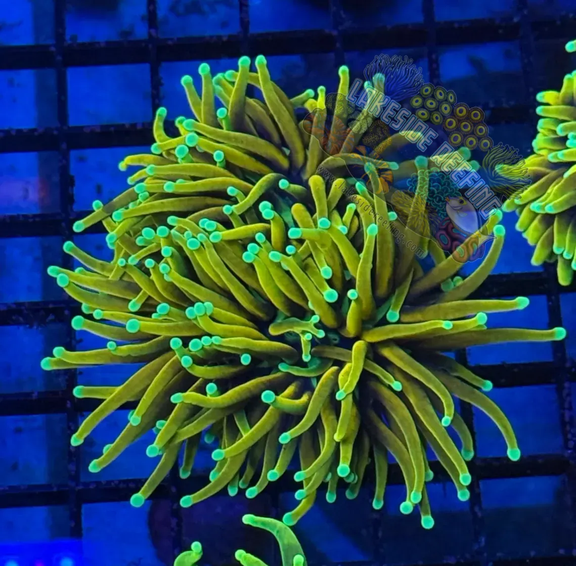 Indo Ultra Gold Orange Peel Torch Coral R6A5