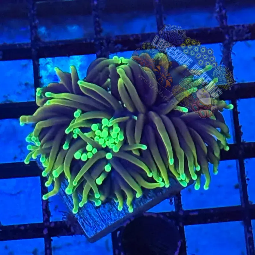 Indo Hellfire Torch Coral R6A7