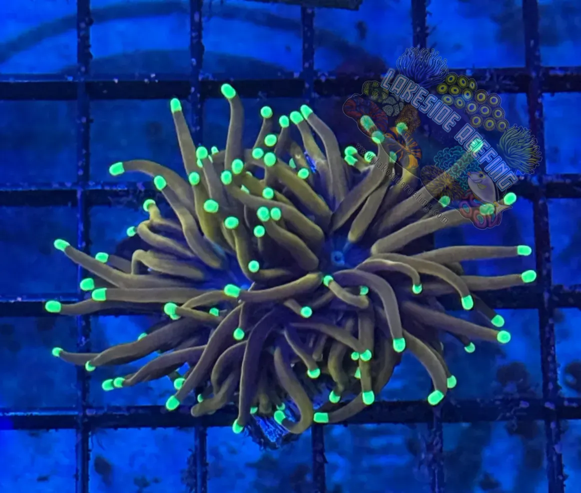 Indo Deep Gold Green TIps Torch Coral R6B3