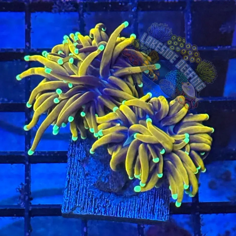 Indo Ultra Hellfire Torch Coral R6B4