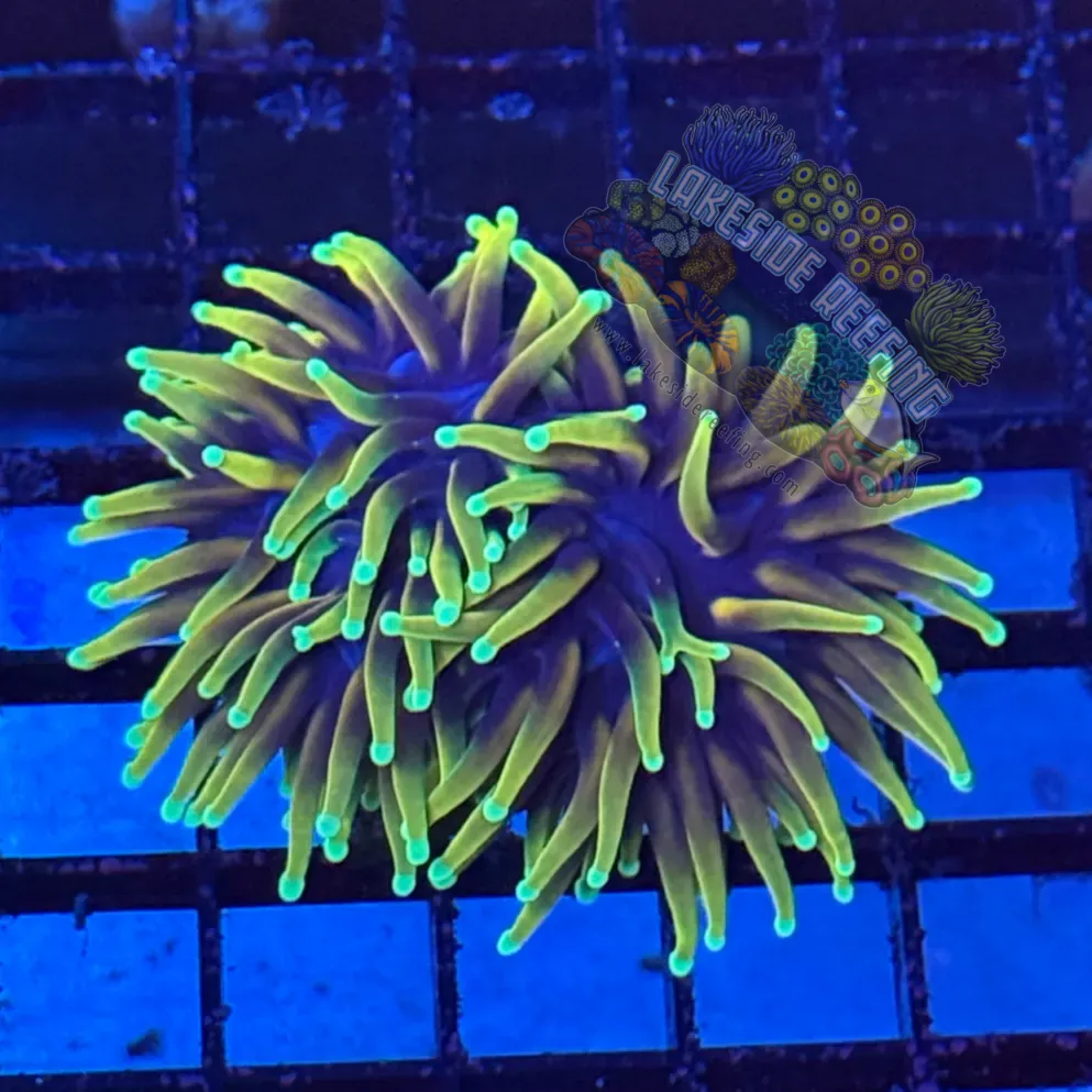 Indo Ultra Hellfire Torch Coral R6B7