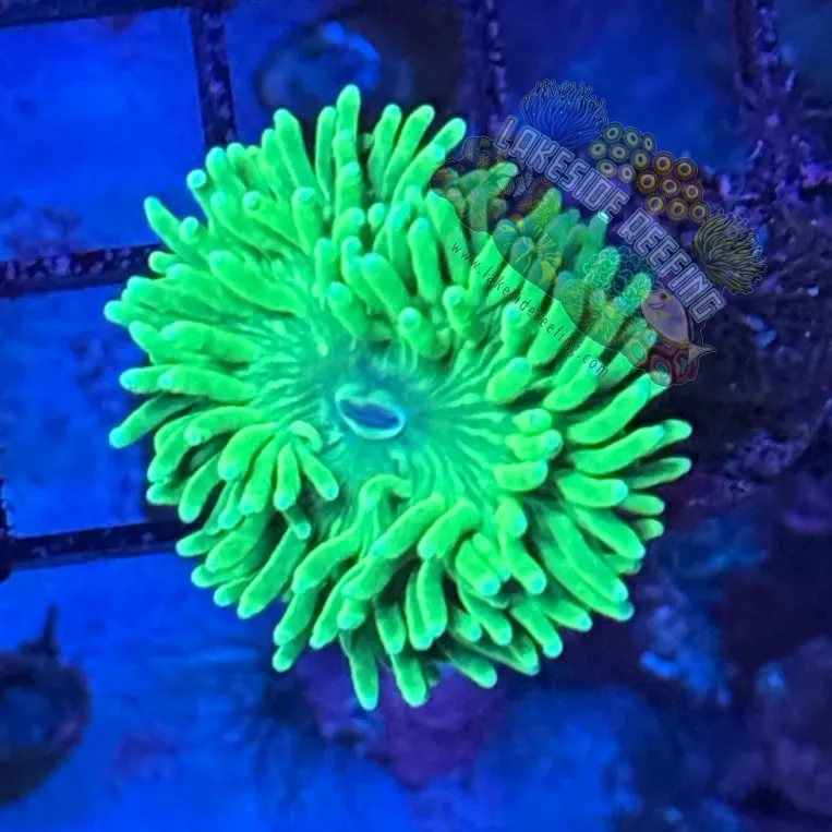 Indo Mean Green Torch Coral R6C1