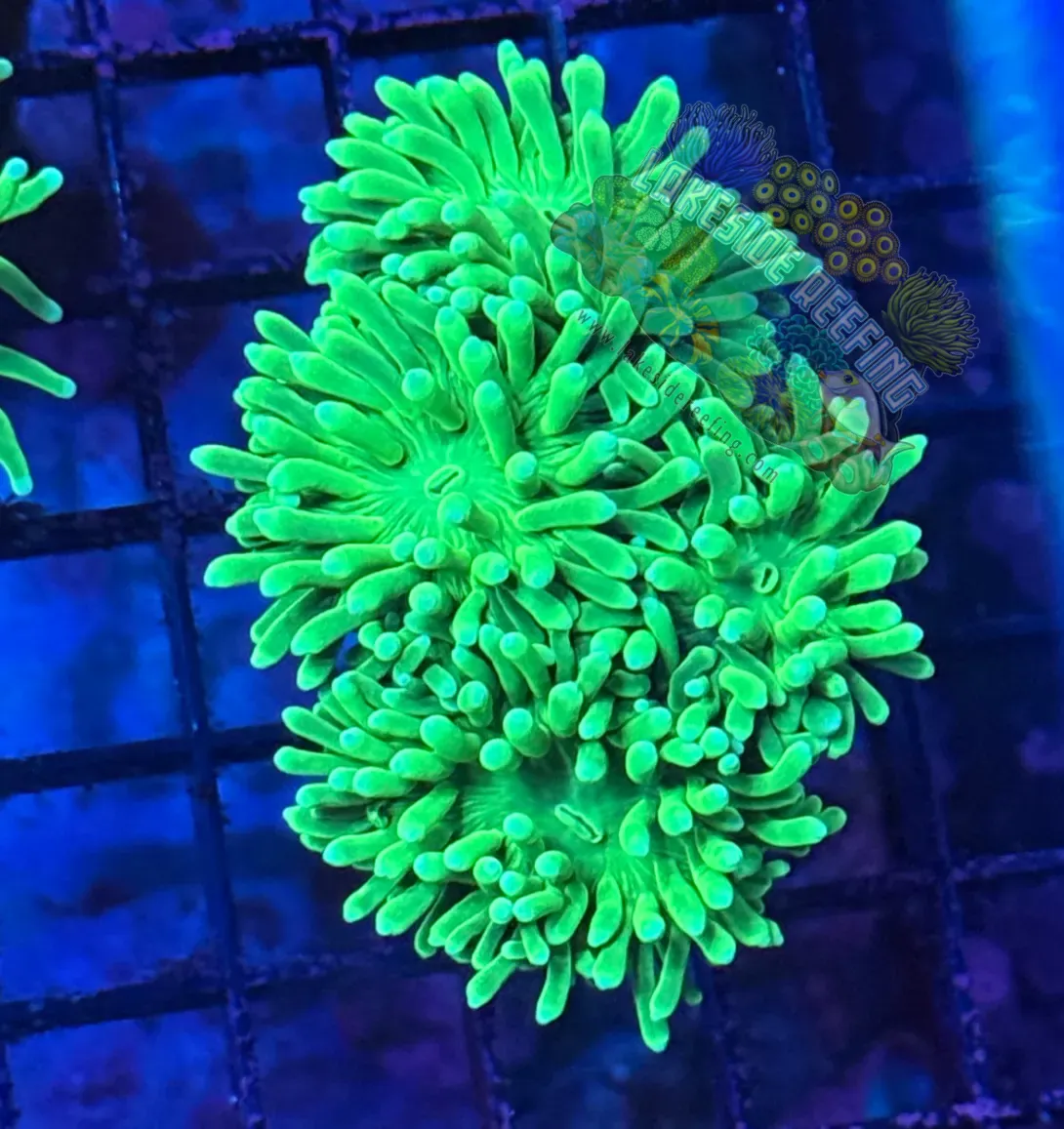 Indo Mean Green Torch Coral R6C2