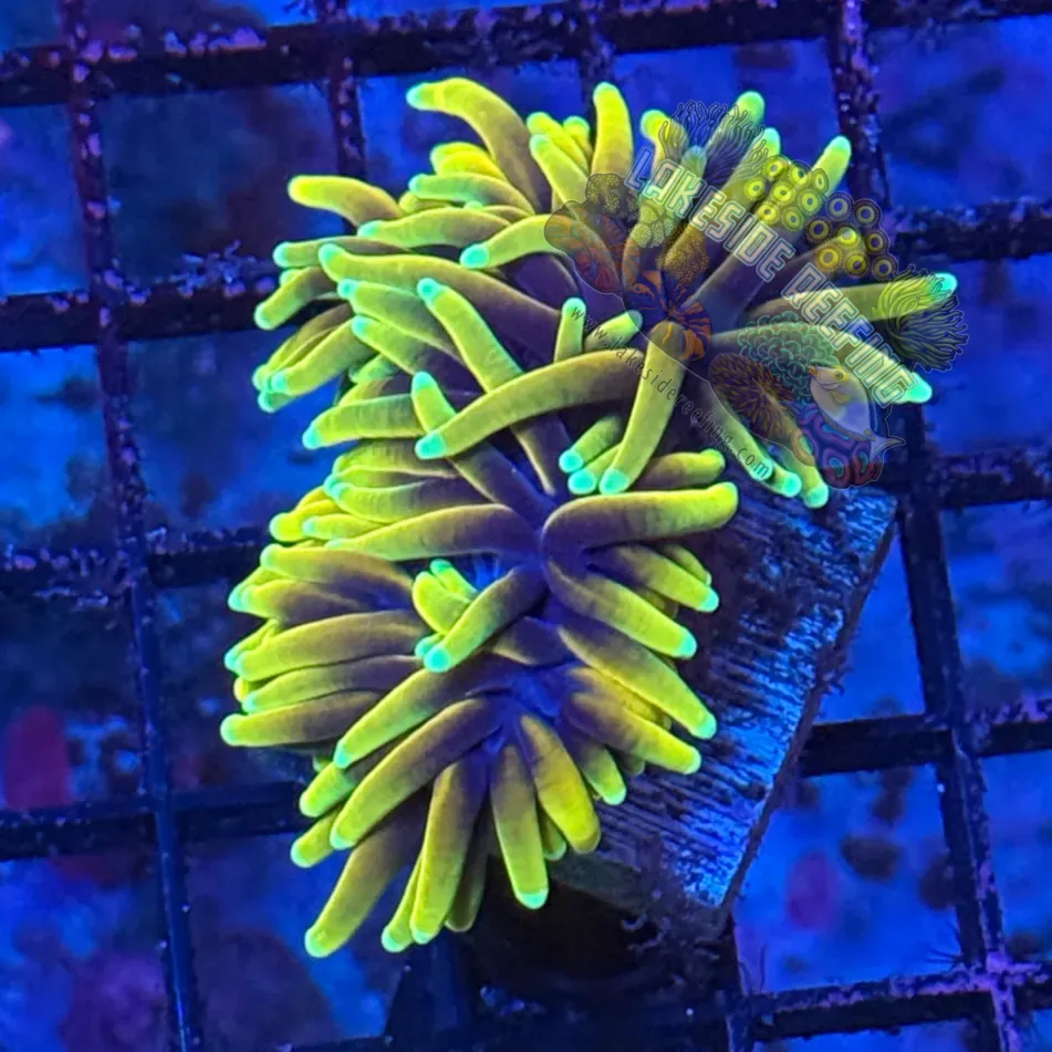 Indo Hellfire Torch Coral R6C4