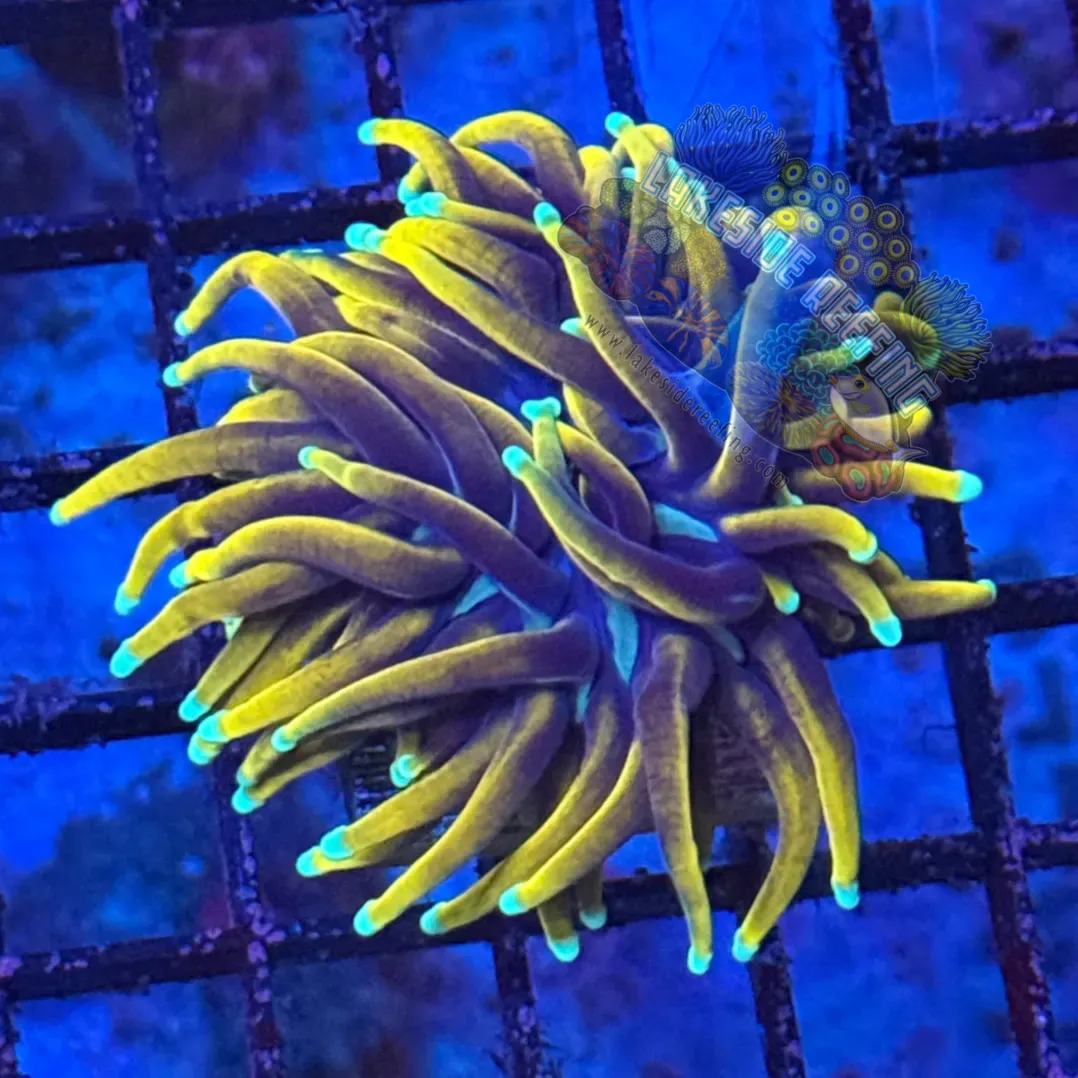Indo Wolverine Torch Coral R6C5