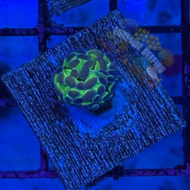 Hologram Hammer R3A1
