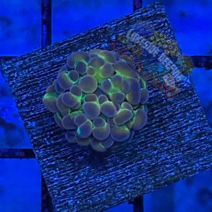 Hologram Hammer R3A2