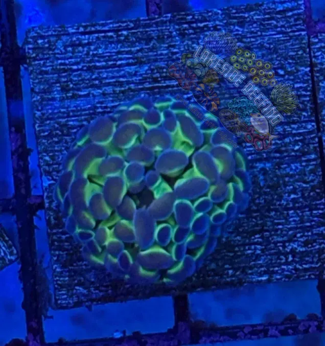 Hologram Hammer R3B1