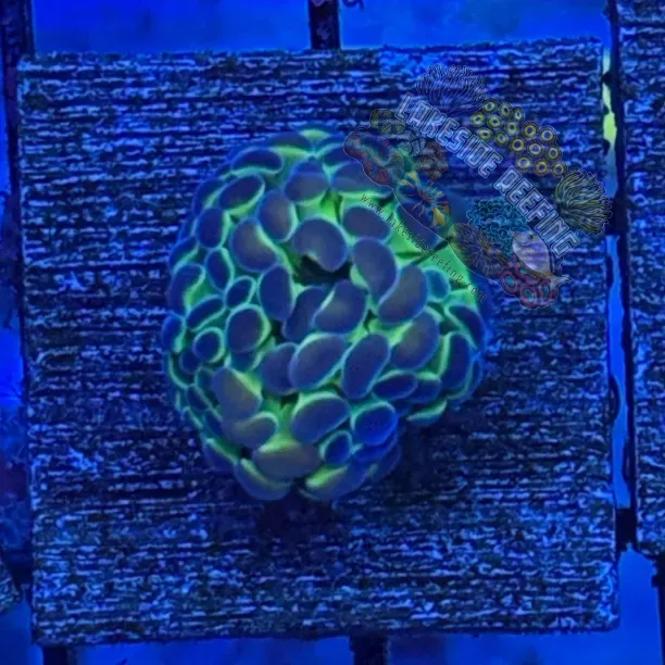 Hologram Hammer R3B2