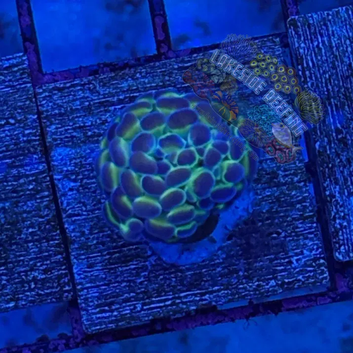 Hologram Hammer R3C1