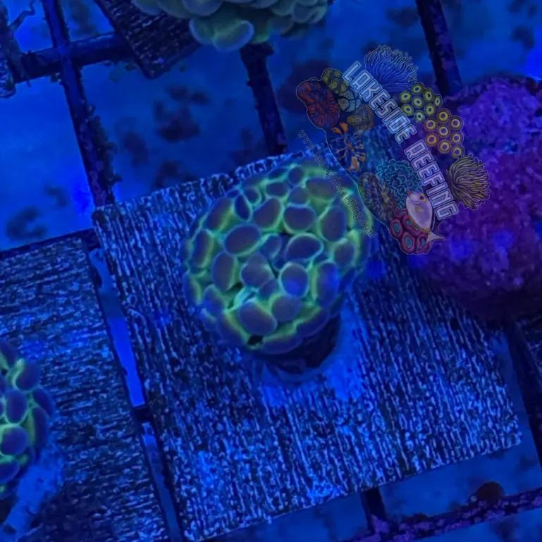Hologram Hammer R3D1
