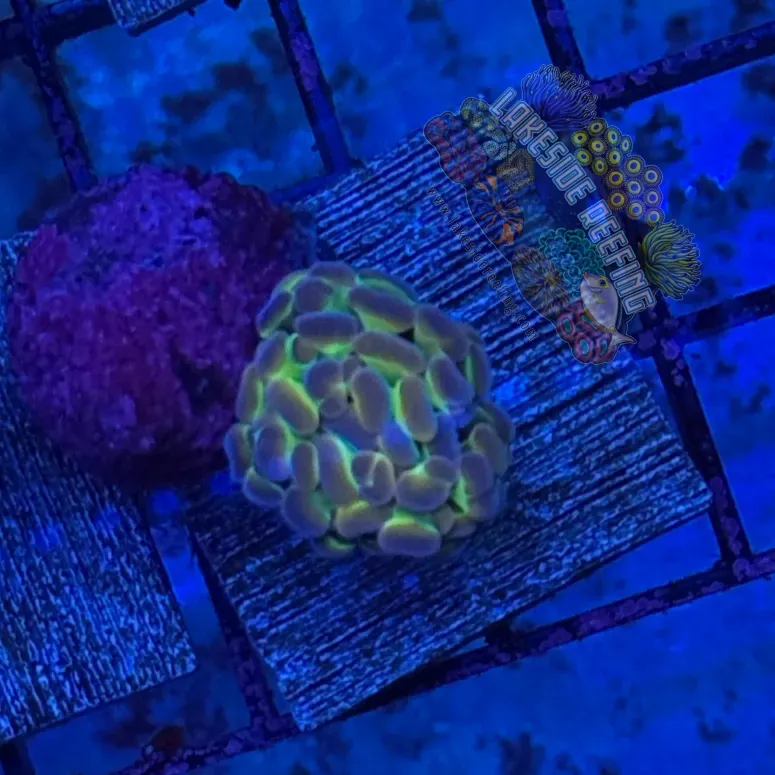 Hologram Hammer R3E1
