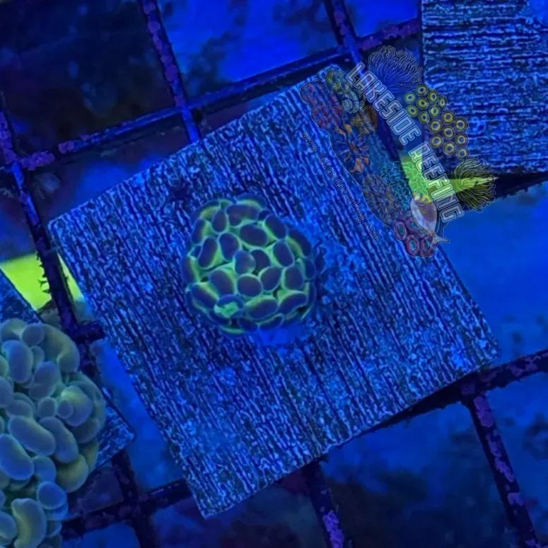 Hologram Hammer R3E2