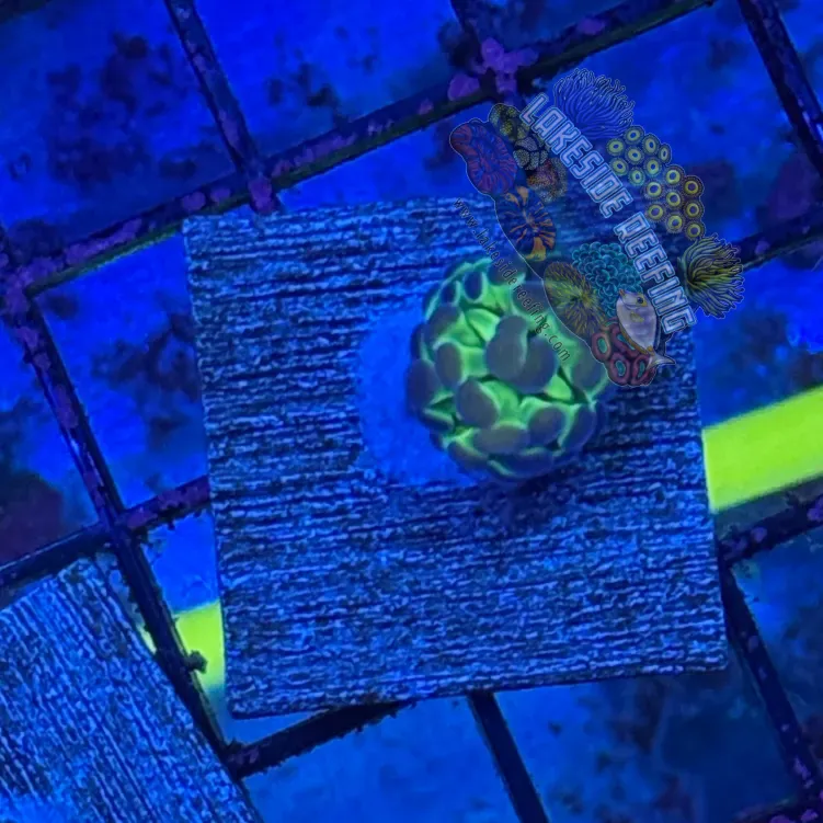 Hologram Hammer R3F2