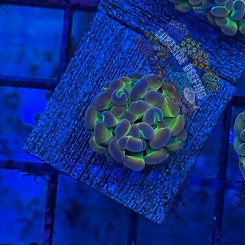 Hologram Hammer R3G1