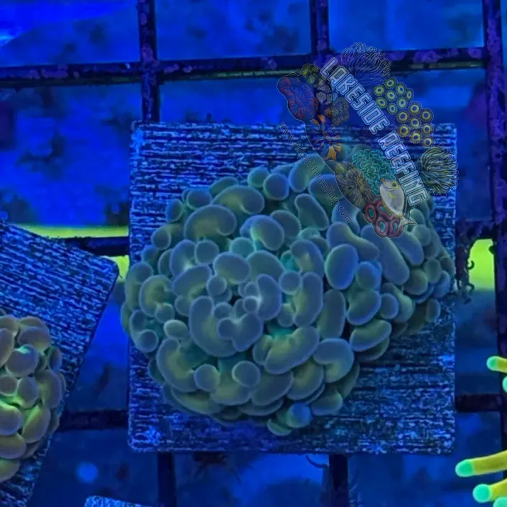 Hologram Banana Hammer R3H2